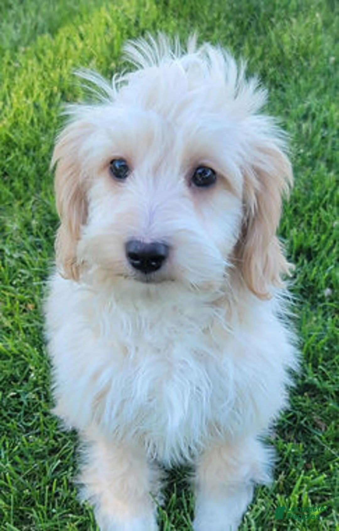 Mini Goldendoodle dogs for sale: Bella Female - Ad 1