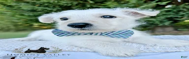 Lennox-AKC-HealthTestedParents