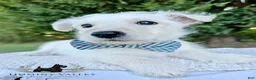 Scottish Terrier dogs for sale: Lennox-AKC-HealthTestedParents - Ad 1