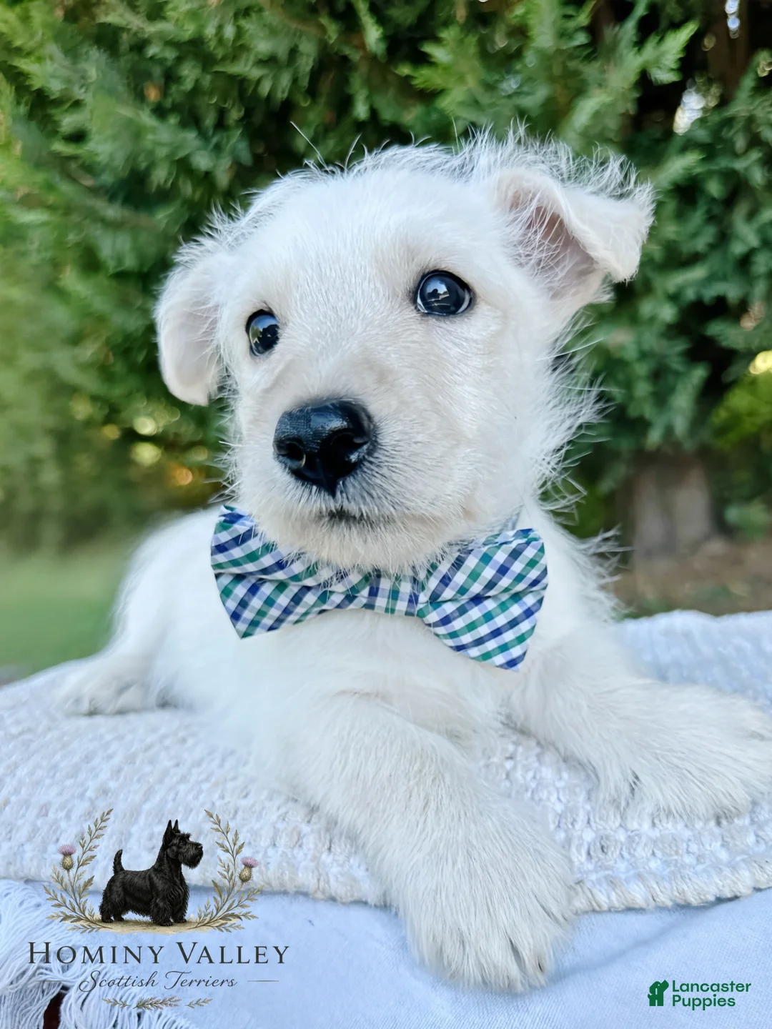 Scottish Terrier dogs for sale: Lennox-AKC-HealthTestedParents - Ad 1