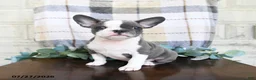 Frenchton dogs for sale: Jessica - Ad 4