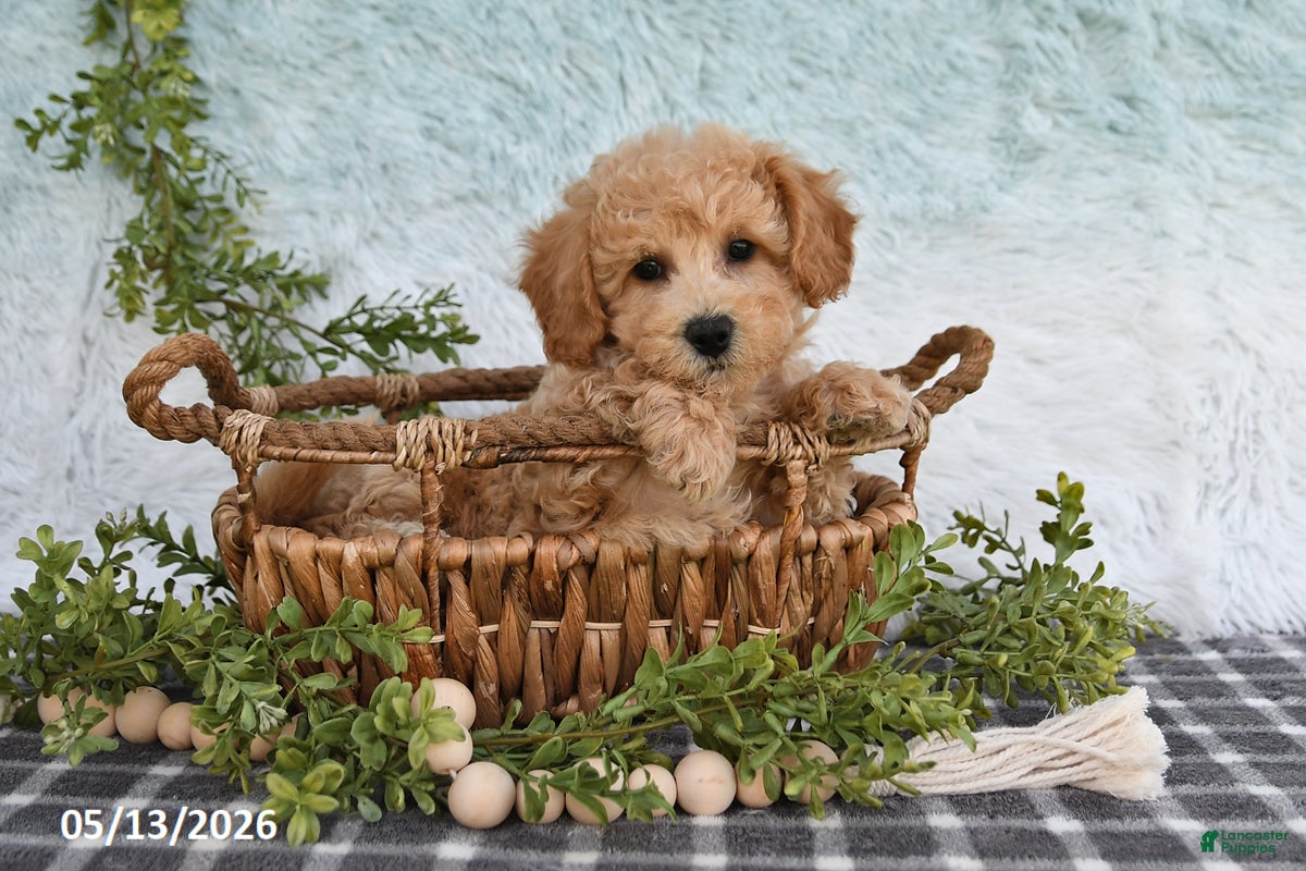 Bichpoo dogs Hero - Ad 2
