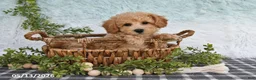 Bichpoo dogs for sale: Hero - Ad 2