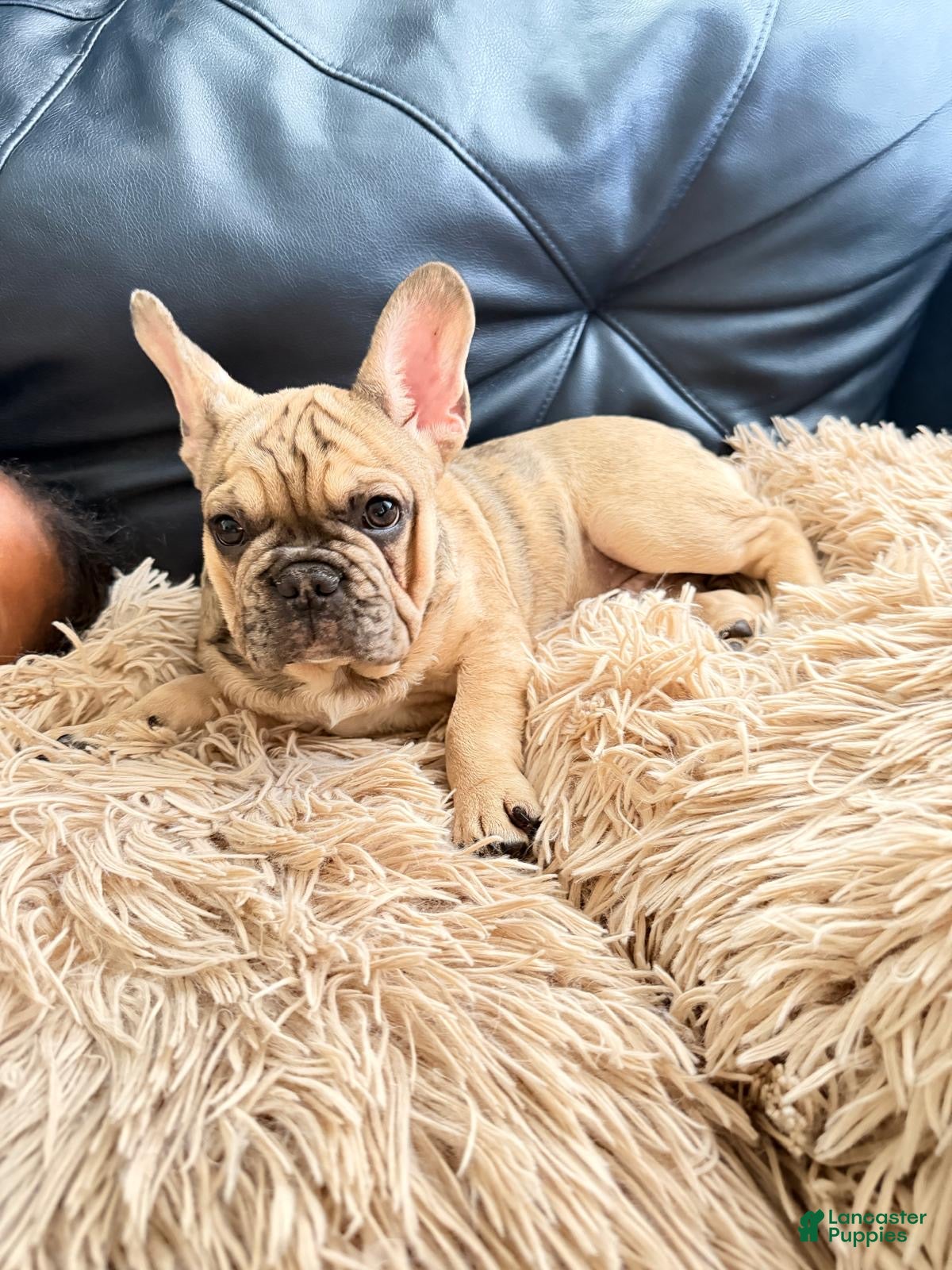 French Bulldog dogs French Bulldog Puppy - Ad 2