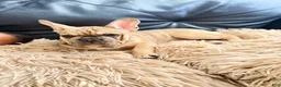 French Bulldog dogs for sale: French Bulldog Puppy - Ad 4