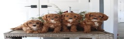 Cavapoo dogs for sale: Haven - Ad 2