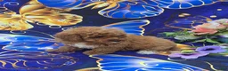 Cavapoo dogs for sale: Hibiscus  - Ad 6