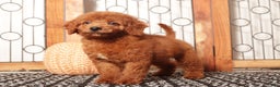 Mini Goldendoodle dogs for sale: Zeke Male Mini Goldendoodle Puppy  - Ad 4