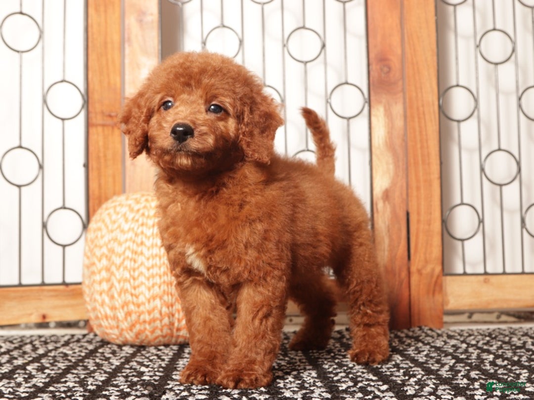 Mini Goldendoodle dogs for sale: Zeke Male Mini Goldendoodle Puppy  - Ad 4