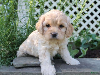 Cockapoo dogs - Ad 31