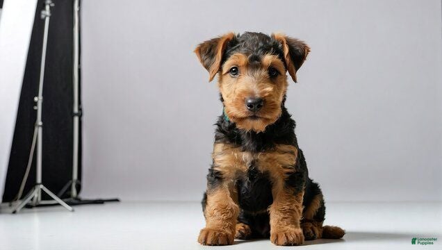 Airedale Terrier dogs Airedale Terrier 4 - Ad 15