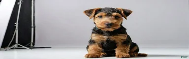 Airedale Terrier 4