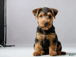 Airedale Terrier dogs Airedale Terrier 4 - Ad 15
