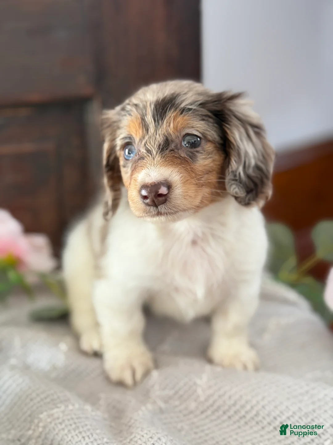 Miniature Dachshund dogs for sale: Mable - Ad 3