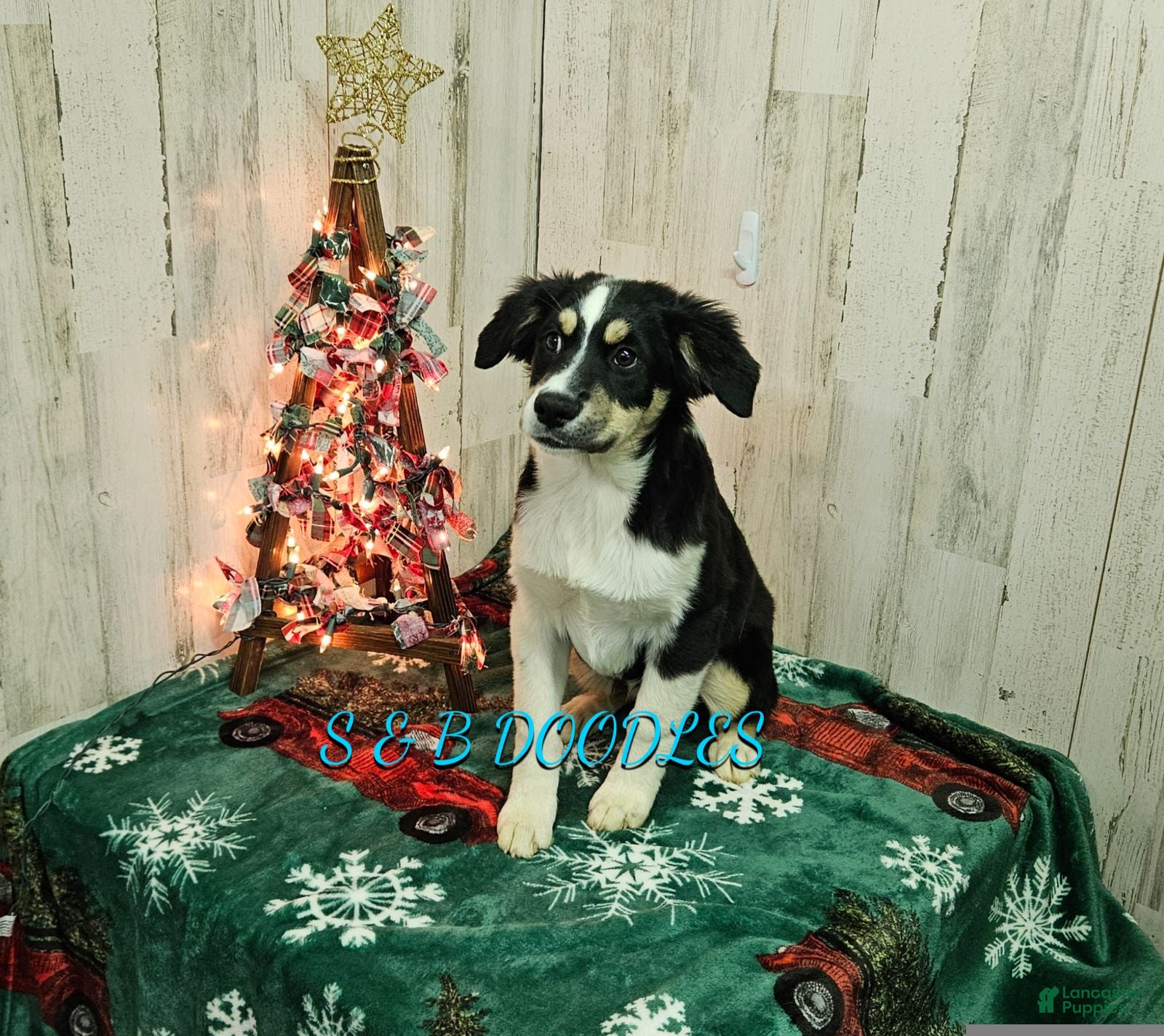 Miniature Australian Shepherd dogs WonderWoman - Ad 42