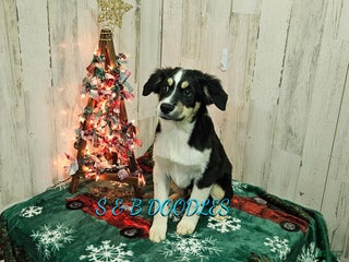 Miniature Australian Shepherd dogs WonderWoman - Ad 4