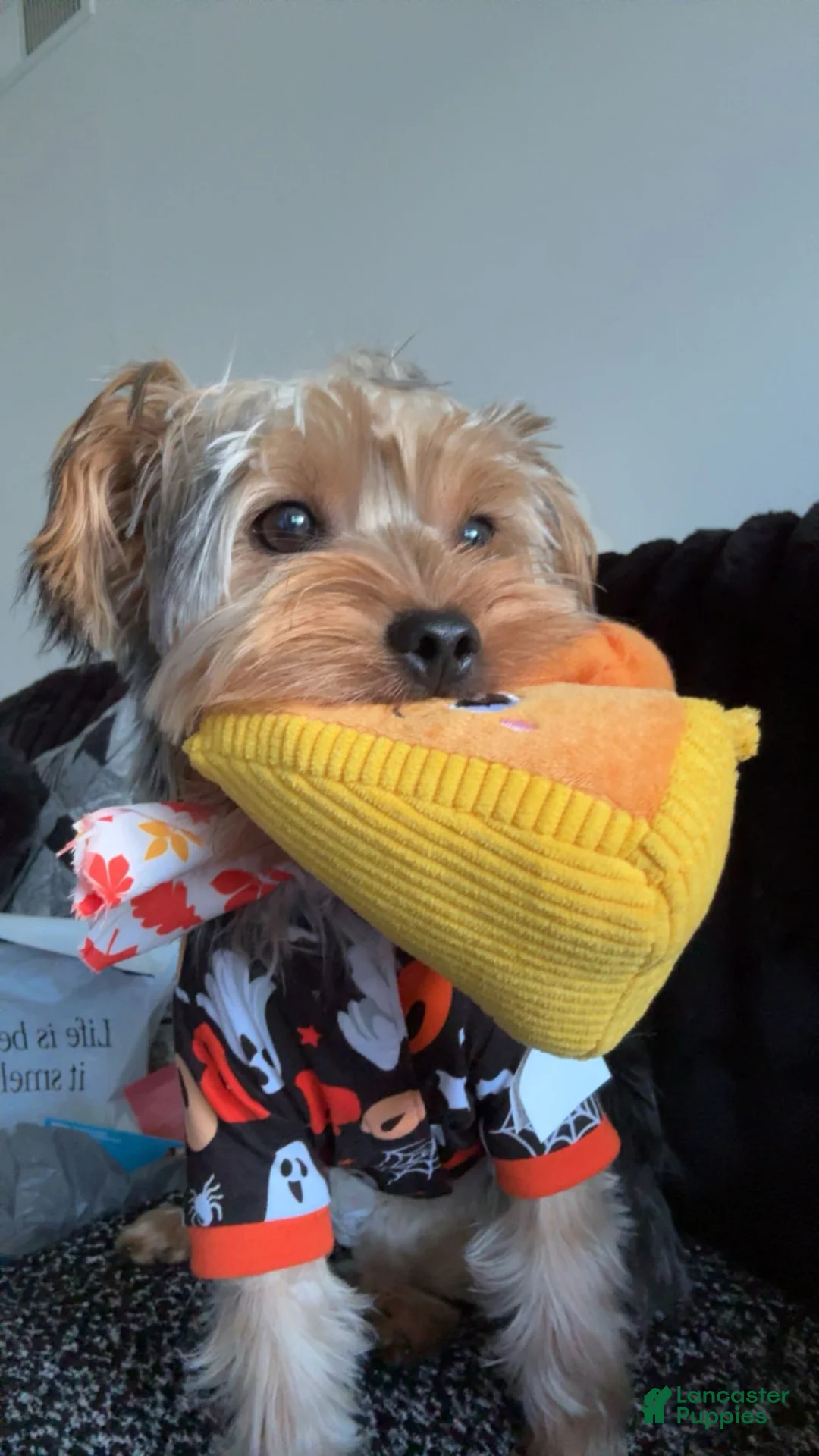 Yorkshire Terrier dogs for sale: Yorkshire Terrier Puppy 1 - Ad 4