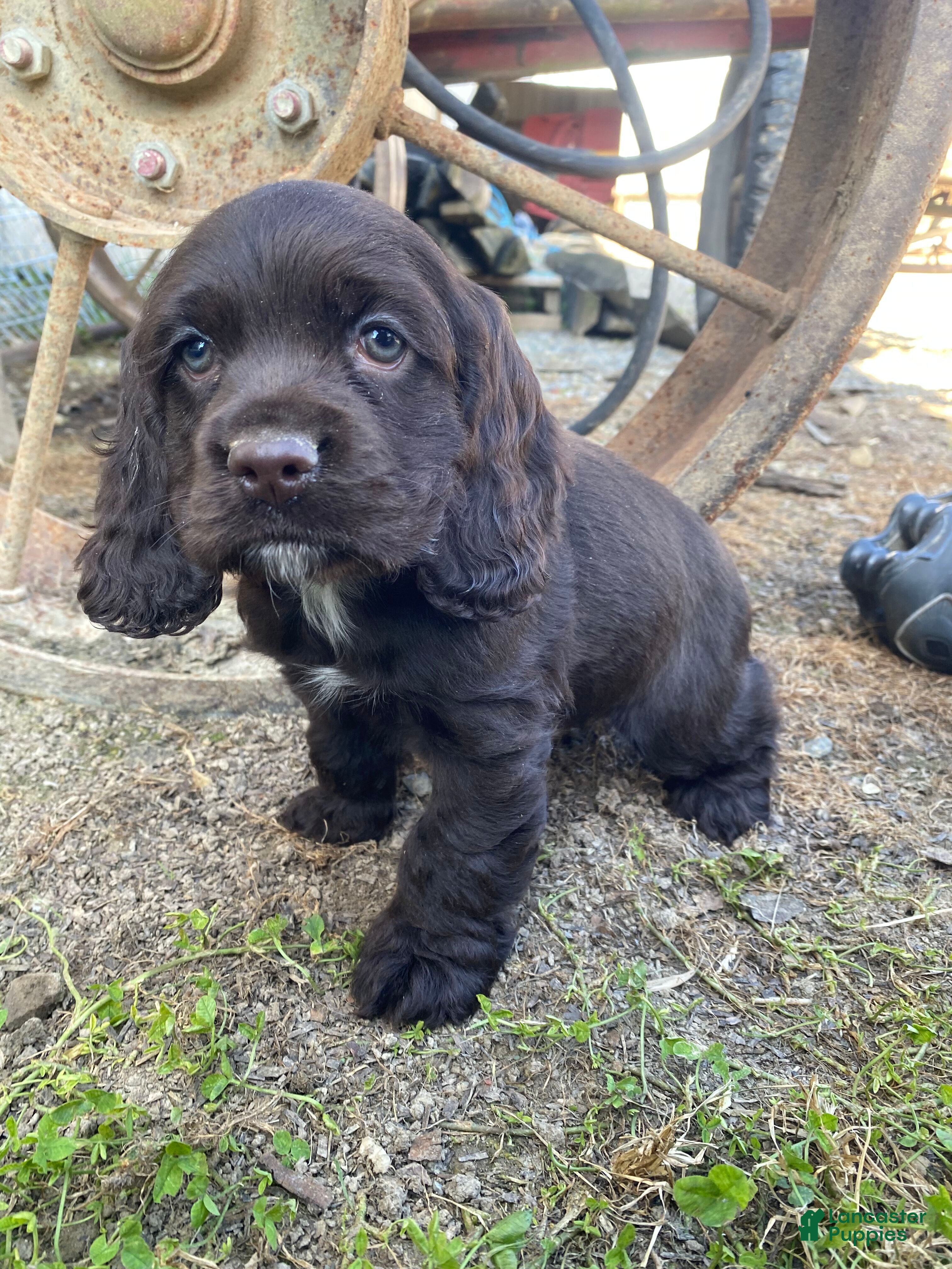 Cocker Spaniel dogs Tony - Ad 1