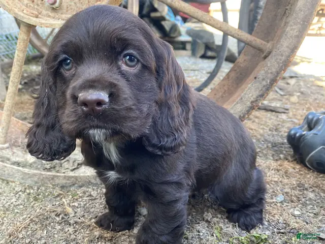 Cocker Spaniel dogs for sale: Tony - Ad 1