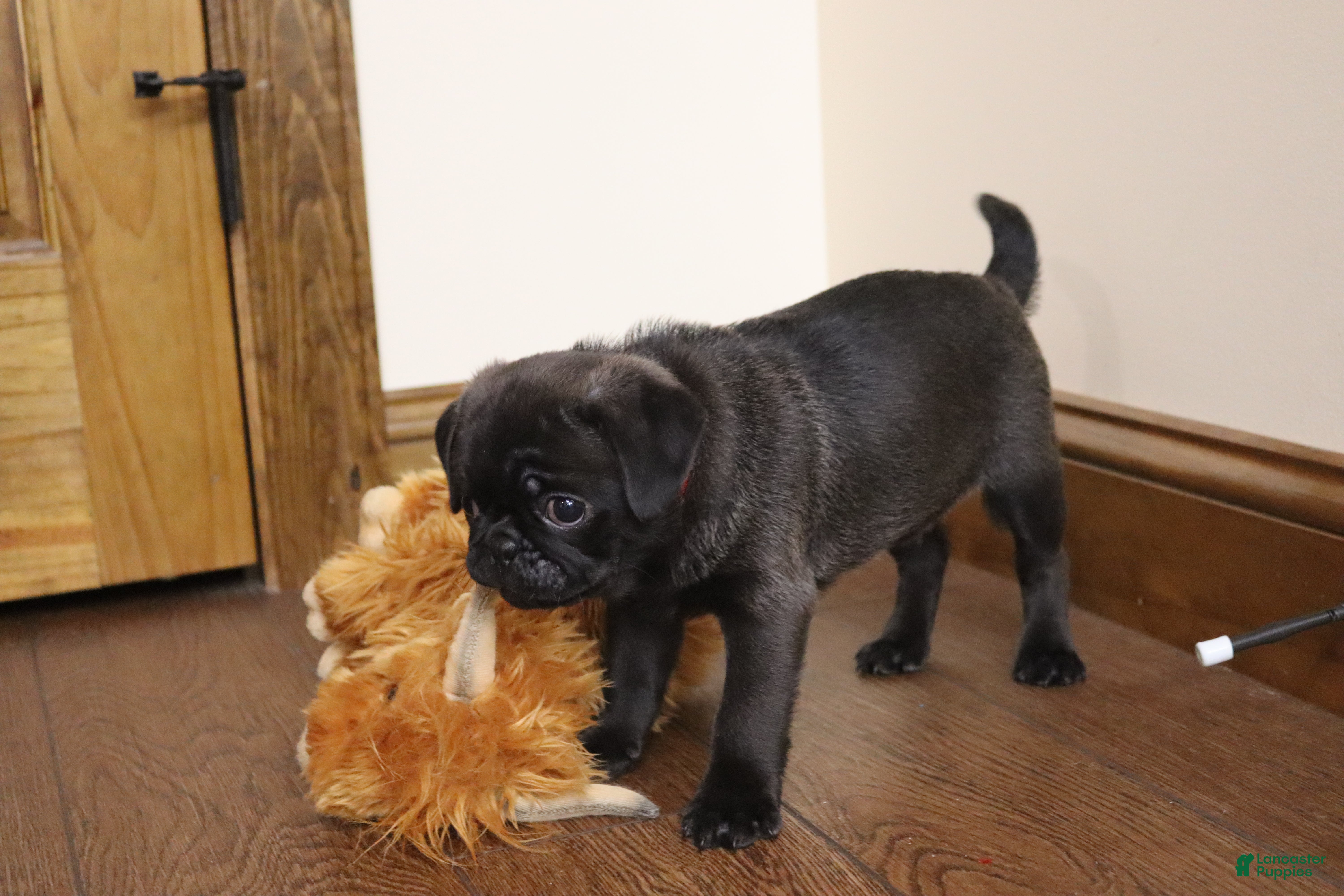 Pug dogs Ryker - AKC - Ad 3