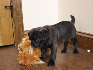 Pug dogs Ryker - AKC - Ad 7