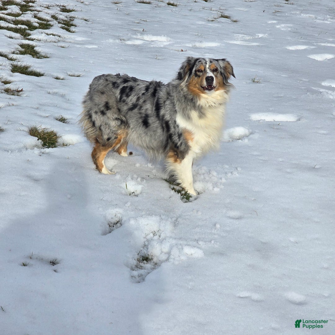 Australian Shepherd dogs for sale: Australian Shepherd Puppy 4 - Ad 7