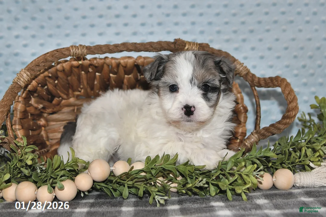 Havapoo dogs for sale: Emily - Ad 5