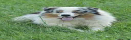 Australian Shepherd dogs for sale: Legend - Ad 1
