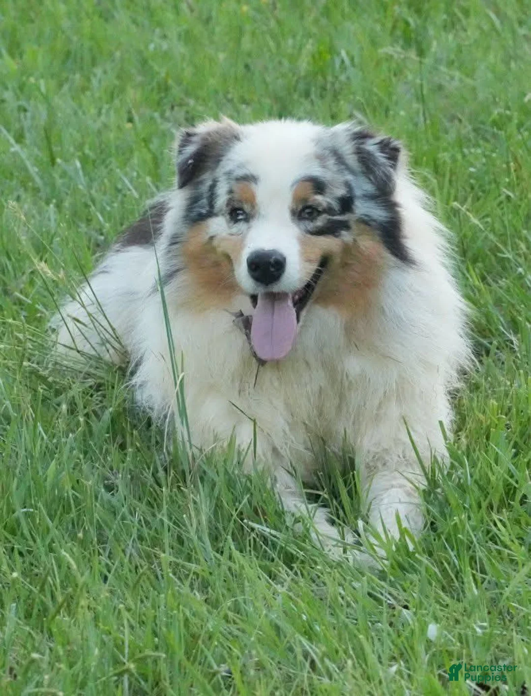 Australian Shepherd dogs for sale: Legend - Ad 1
