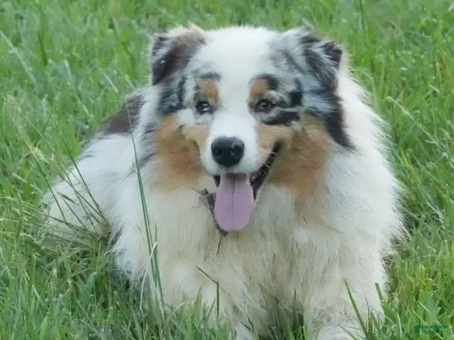 Australian Shepherd dogs for sale: Legend - Ad 14