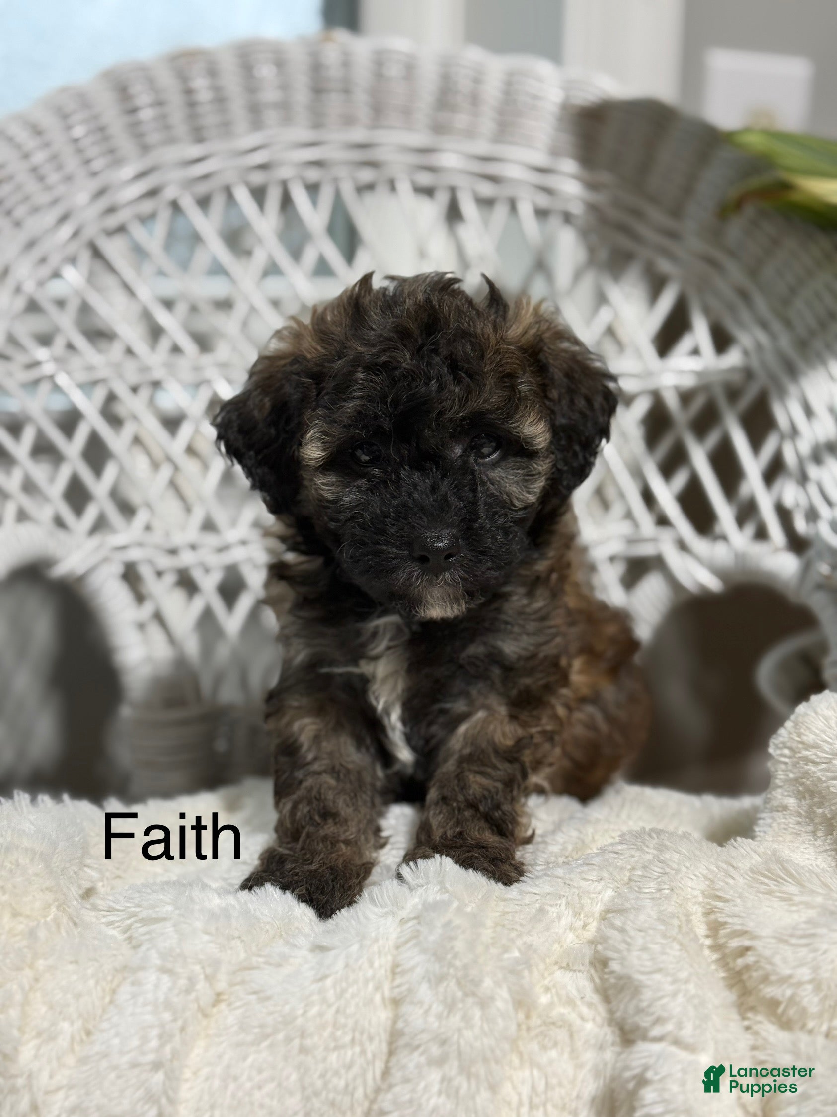 Bichpoo dogs Faith - Ad 3