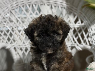 Bichpoo dogs - Ad 27