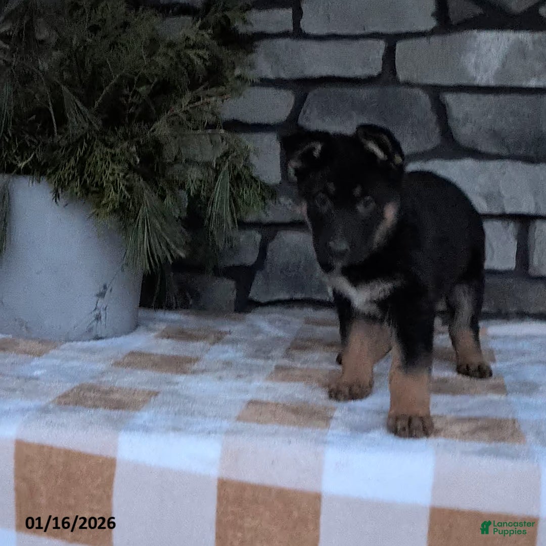 German Shepherd dogs for sale: Bonnie - Ad 3