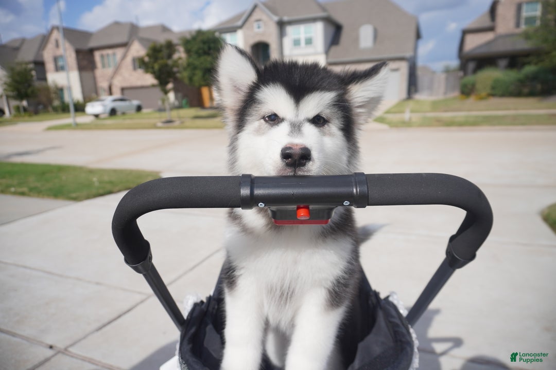 Alaskan Malamute dogs for sale: Xiao Cheng - Ad 12