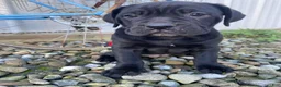 Cane Corso dogs for sale: Jessica - Ad 7