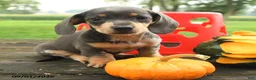 Miniature Dachshund dogs for sale: Bubbles - Ad 4