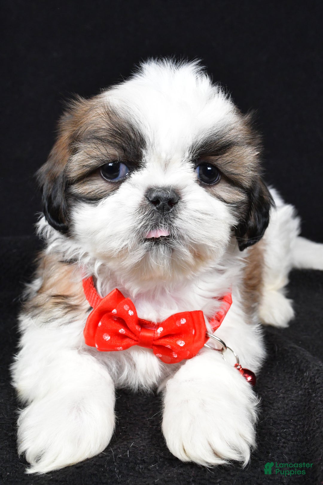 Shih Tzu dogs for sale: Hudson - Ad 4