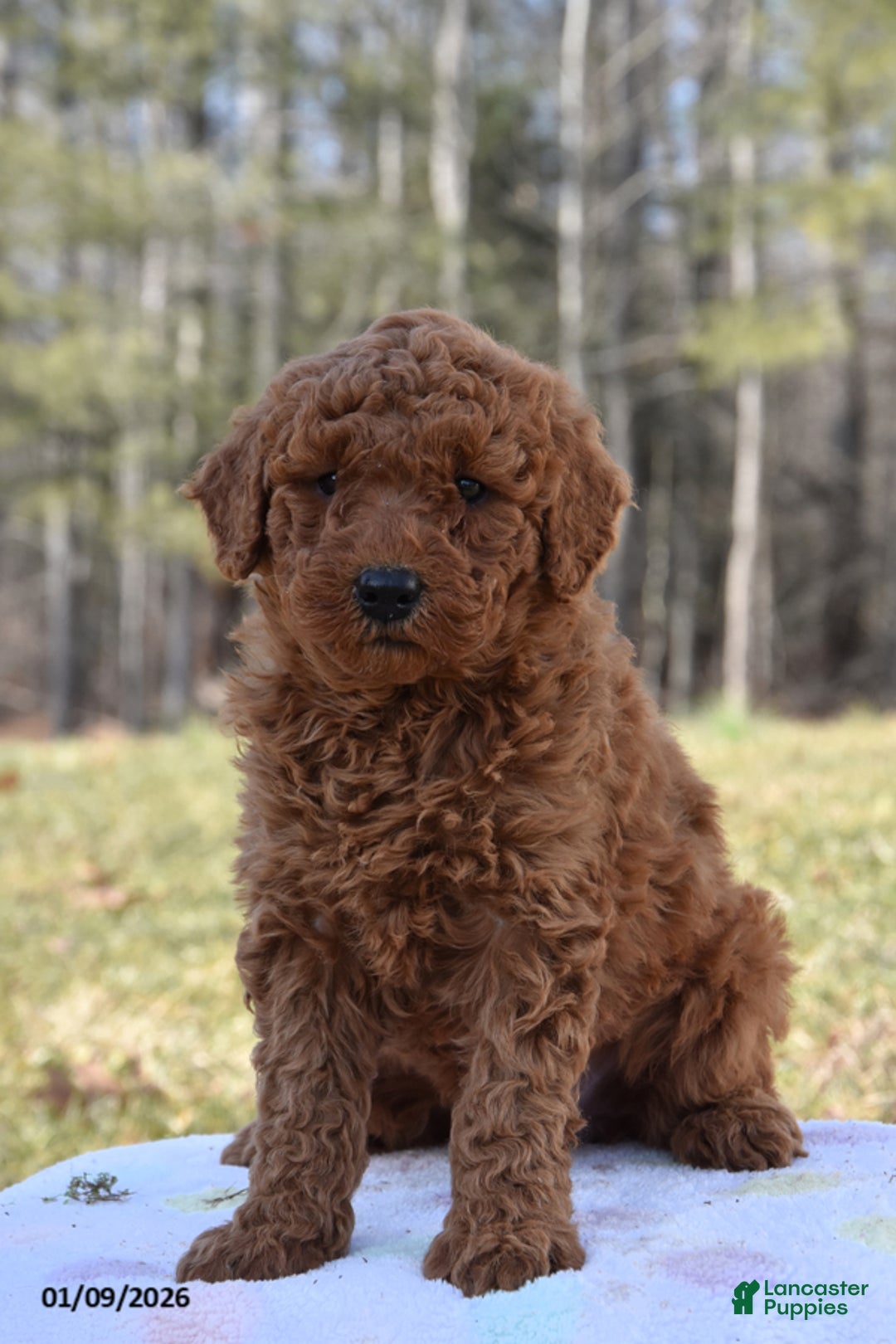 Miniature Poodle dogs for sale: Hunter - Ad 1