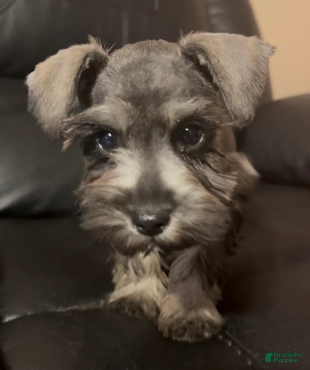 Miniature Schnauzer dogs for sale: Boy Blue - Ad 2