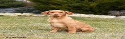 Labrador Retriever dogs for sale: Roman - Ad 3
