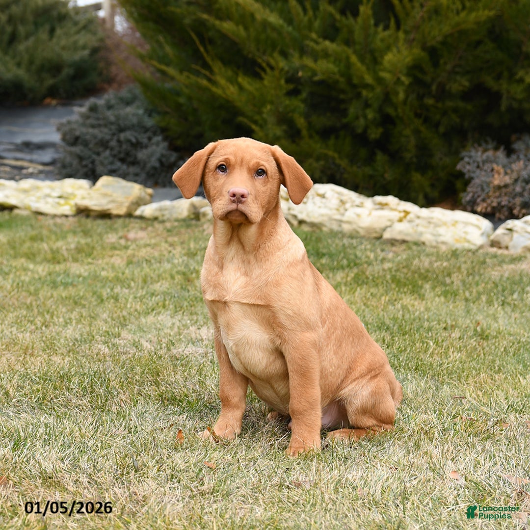 Labrador Retriever dogs for sale: Roman - Ad 3