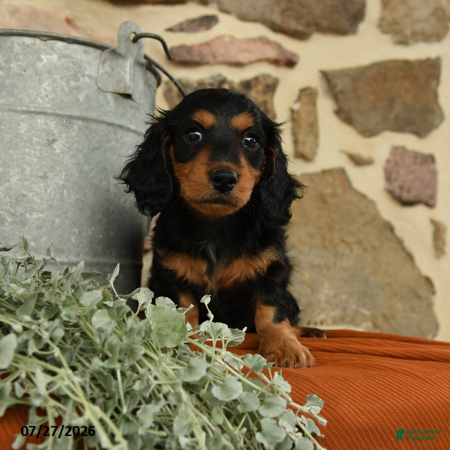 Miniature Dachshund dogs for sale: Aspen - Ad 1