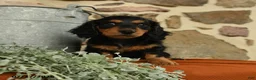 Miniature Dachshund dogs for sale: Aspen - Ad 1