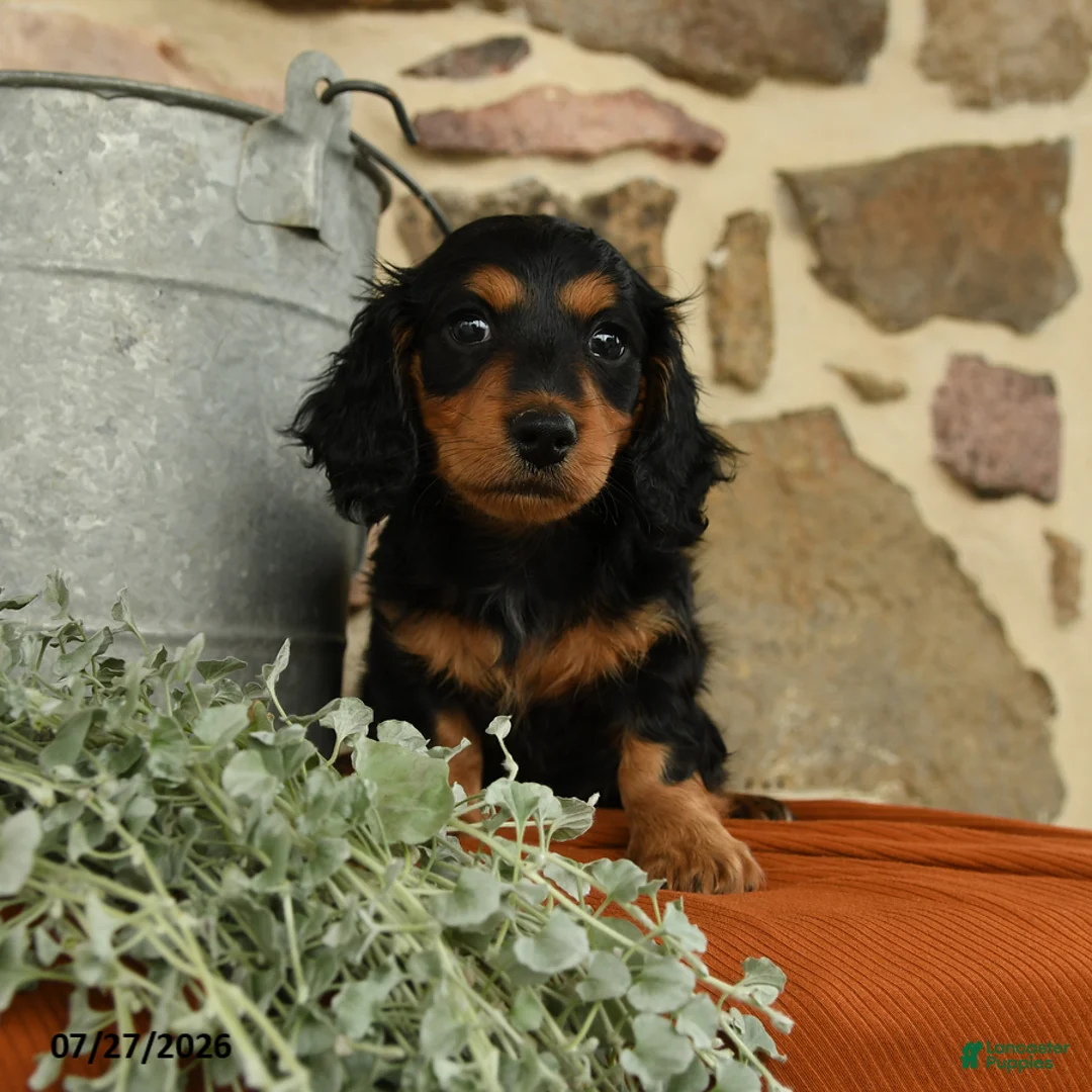 Miniature Dachshund dogs for sale: Aspen - Ad 1