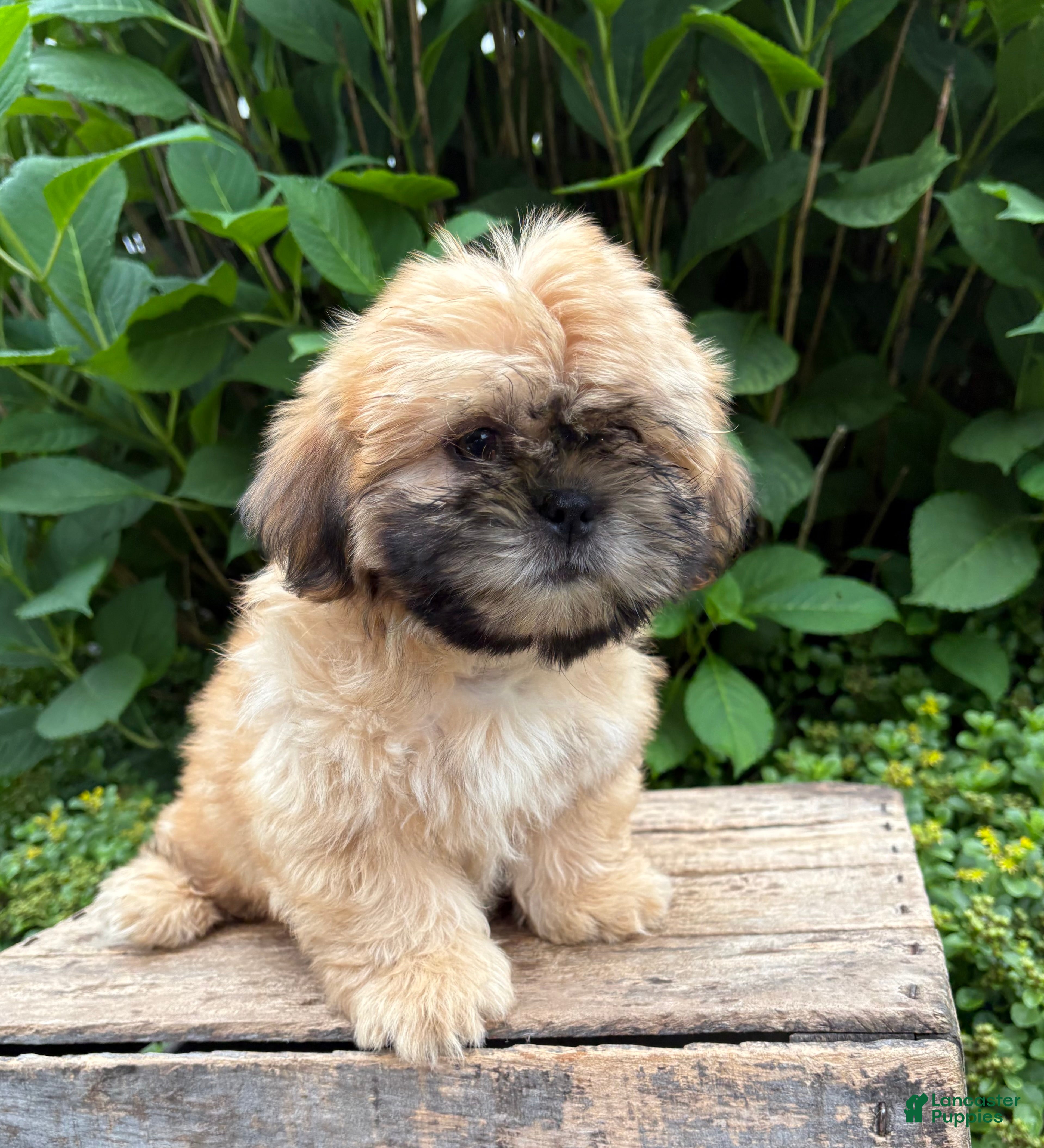 Shih Tzu dogs Jackson - Ad 1
