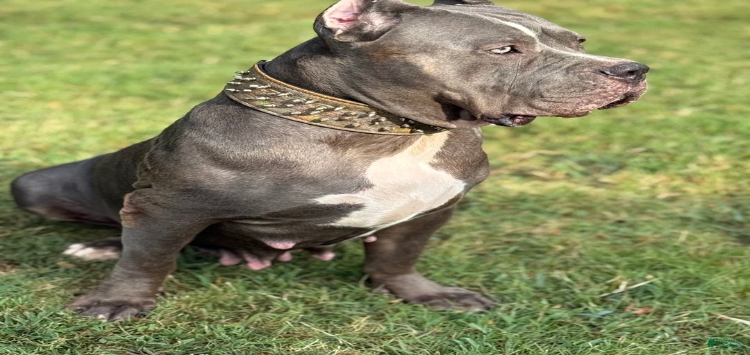 Gallery Image {{count}}