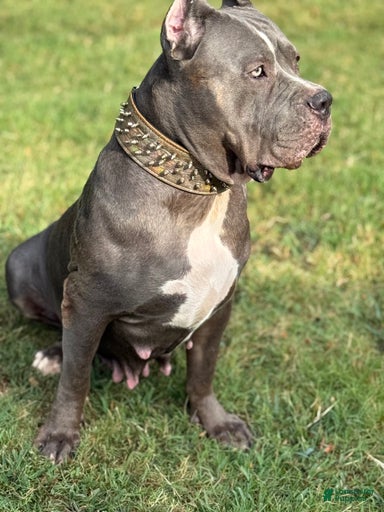 Gallery Image {{count}}