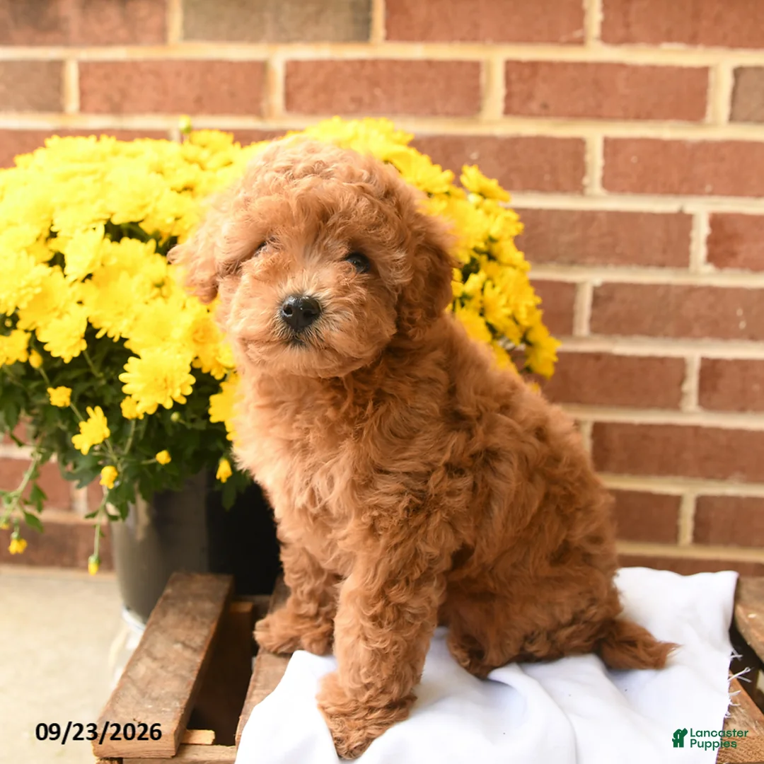 Maltipoo dogs for sale: Ruby - Ad 1