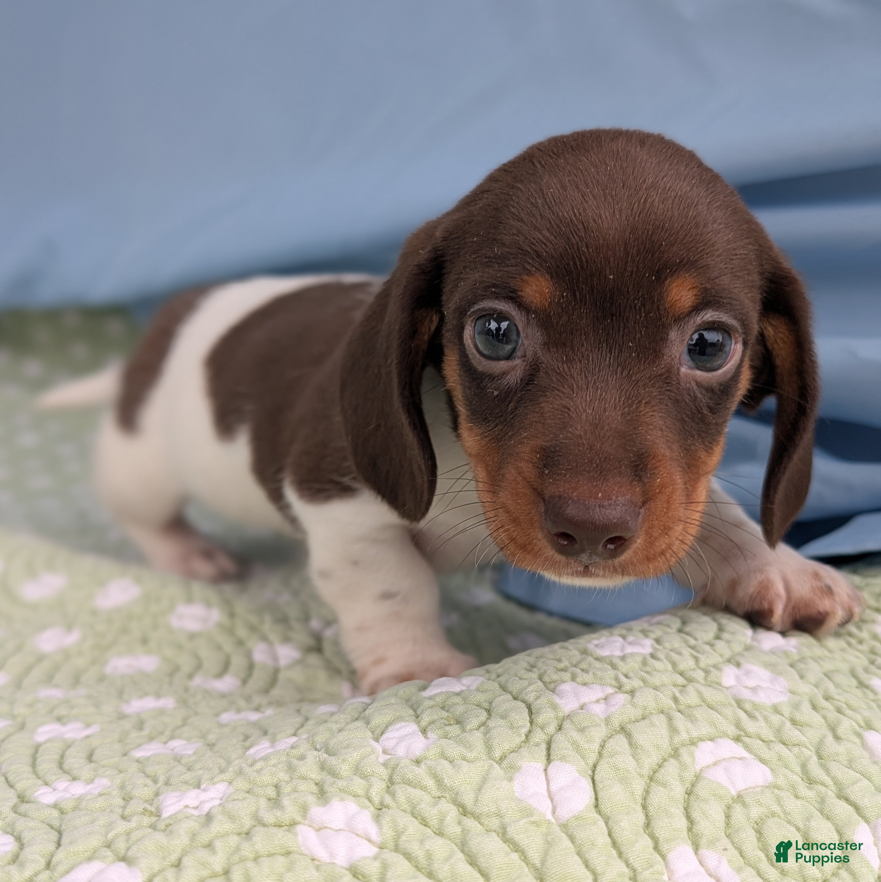 Miniature Dachshund dogs London Boy - Ad 35