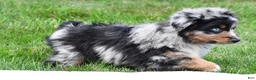 Miniature Australian Shepherd dogs for sale: Wilson - Ad 4